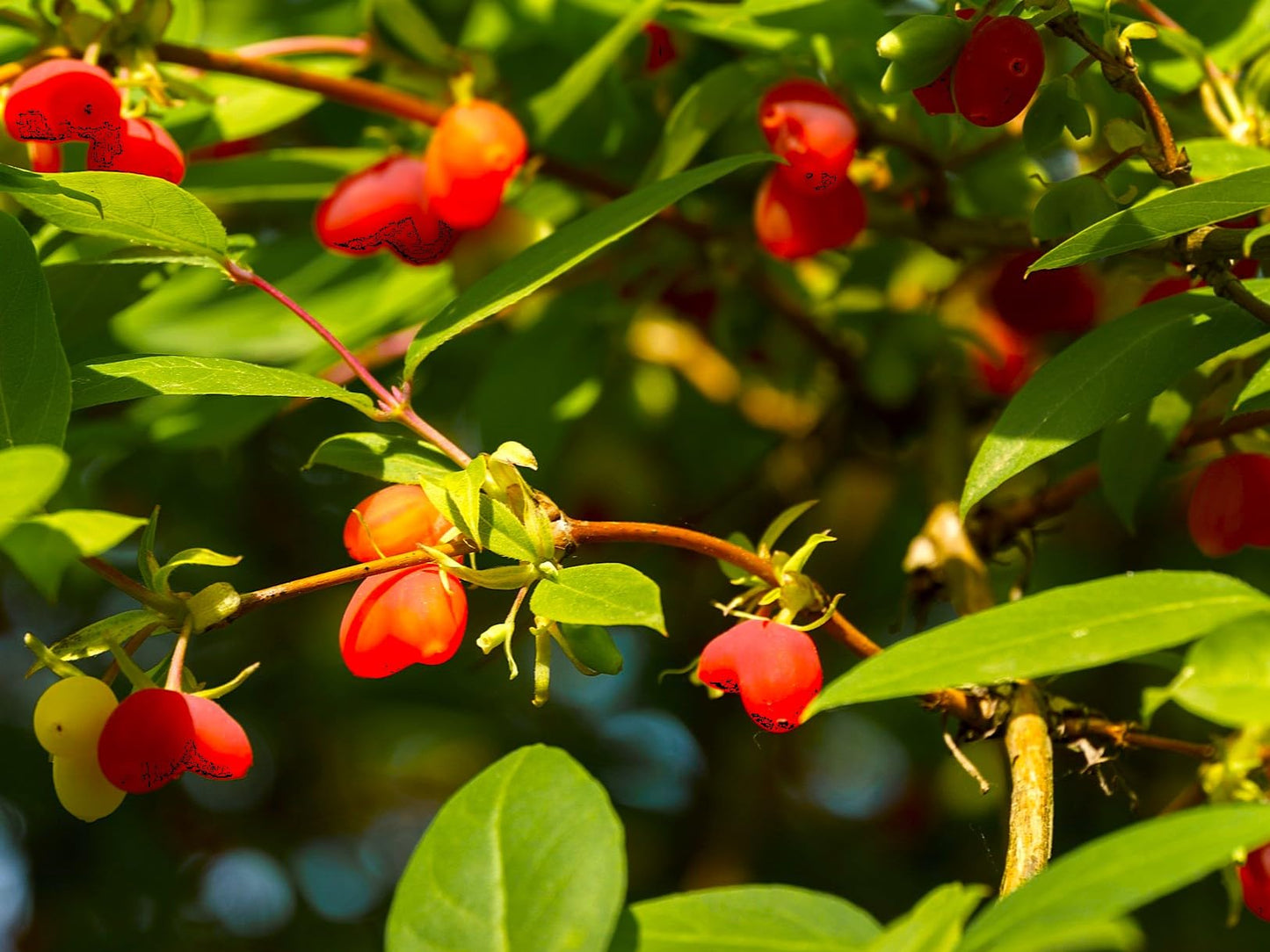 Greenwood Nursery: Live Shrub Plants - Winter Honeysuckle + Lonicera Fragrantissima - [Qty: 2X 3.5 Pots] - (Click for Other Available Plants/Quantities)