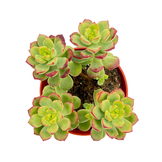 Live Succulent Plants Echeveria 'Tango', Easy Care Potted Succulents in 4" Pots, Indoor Houseplant, Unique Gifts, Home Office Décor
