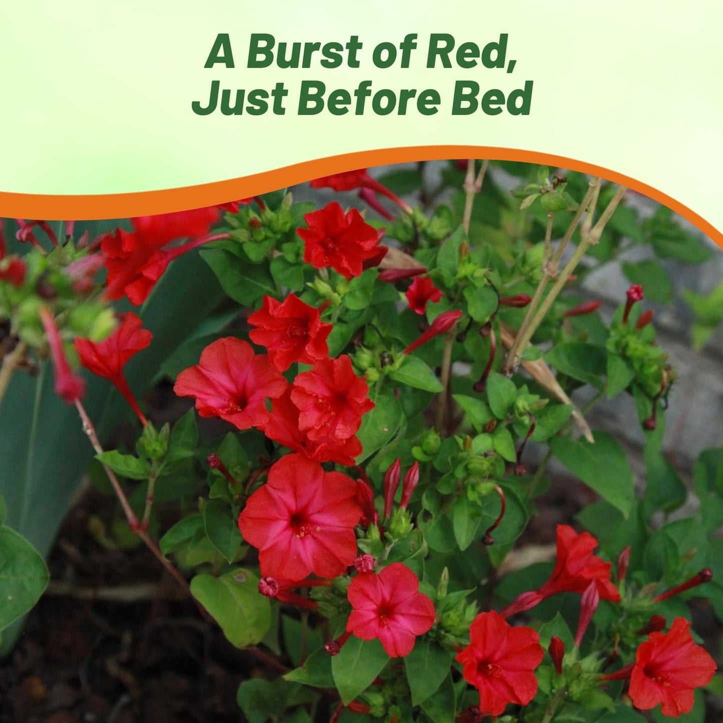 Outsidepride Red Four O'clock Flower Seeds - 1/4 lb Perennial Fragrant, Trumpet-Shaped Blooms, Deer-Proof & Easy to Grow, for Pollinator & Evening Gardens, Containers, Hedges, or Borders
