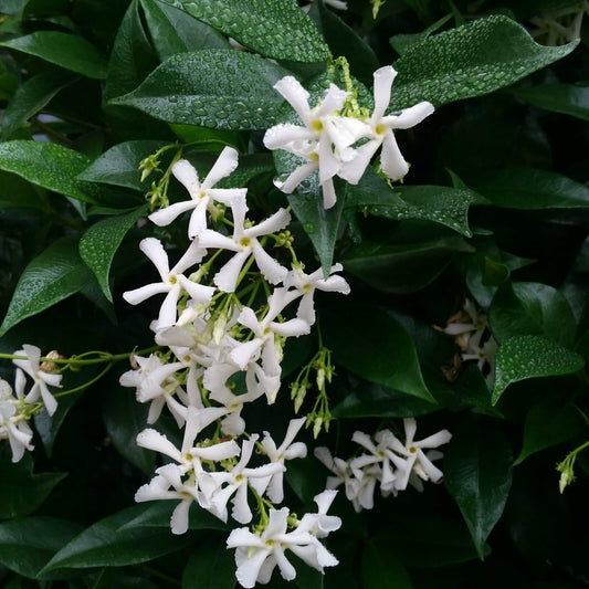 Live Plant - Confederate Star Jasmine Rooted Starter Plant Extremely Fragrant Vine
