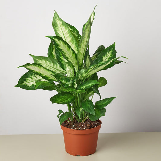 Dieffenbachia Camille | Live Plant for Indoor & Outdoor | for Living Room, Office, Bathroom | (6" Pot)