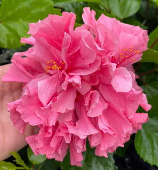 Live Plant - Kona Hibiscus-Small Rooted Starter Plant-Hibiscus Rosa-sinensis