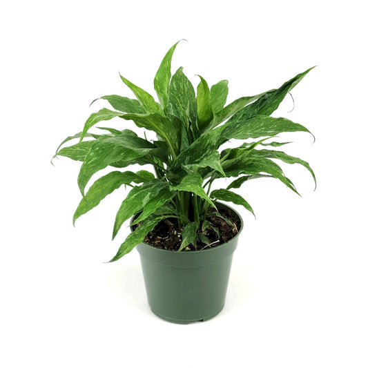 Variegated Spathiphyllum 'Domino' | Live Plant for Indoor & Outdoor | for Living Room, Office, Bathroom | (4" Pot)