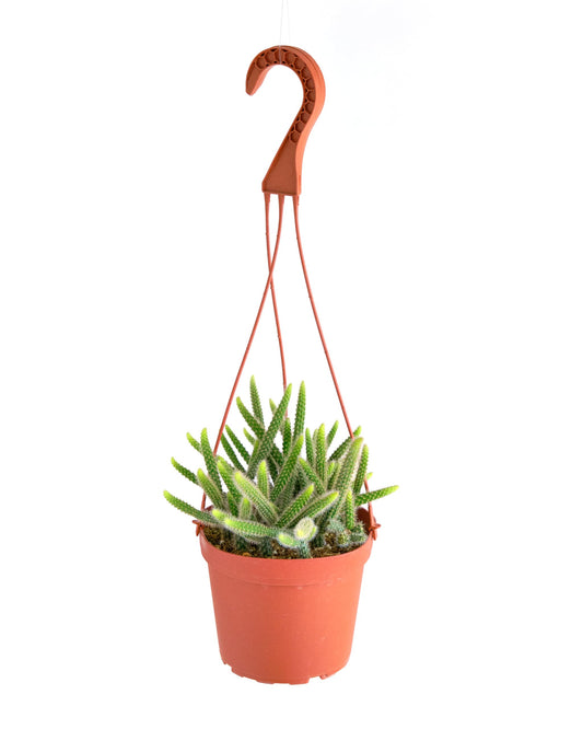 Shop Succulents Rat Tail Rare Cactus, Aporocactus flagelliformis, Fully Rooted Live 6" Cactus Plant with Hanger, Low Maintenance Indoor Plant, Hardy Cactus, Gift & Garden