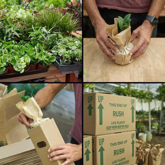 Philodendron 'Moonlight' | Live Plant for Indoor & Outdoor | for Living Room, Office, Bathroom | (6" Pot)
