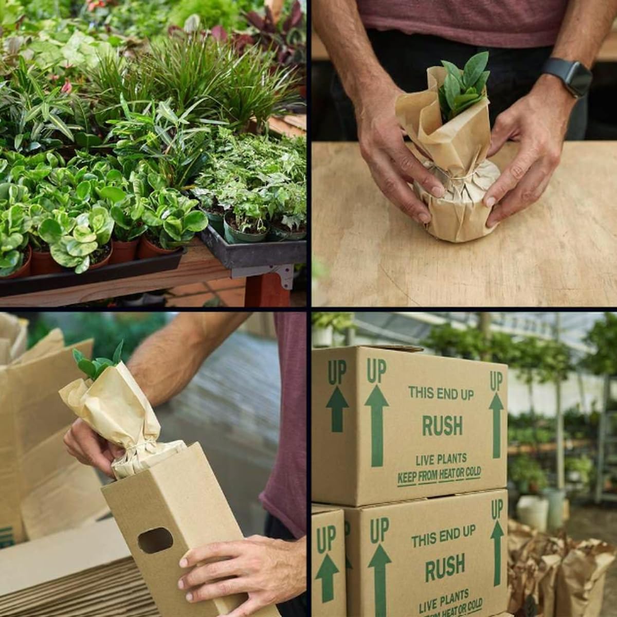 Monstera 'Siltepecana' | Live Plant for Indoor & Outdoor | for Living Room, Office, Bathroom | (4" Pot)
