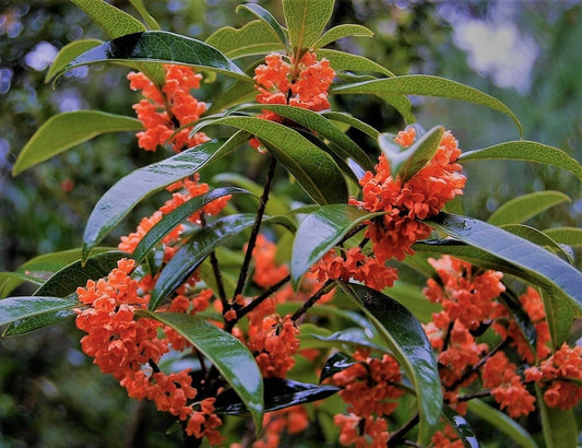 Live Plant - Red Flowering Fragrant Tea Olive (Osmanthus) - Live Plant - (1 Qt)