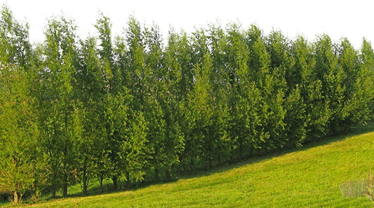 Hybrid Willow Tree Plants for Growing | Fast Privacy Hedge Row, Wind Block, Shade | Fast Growing - 12 Feet Per Year, Fast Growing Trees (50 Trees)