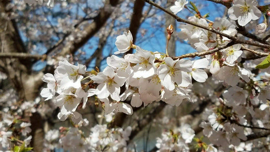 8 Cuttings of Stella Red Sweet Cherry Trees, Unrooted Fruit Tree Cuttings - Plant Live