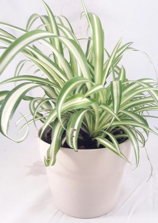 Ocean Spider Plant - Easy to Grow - Cleans the Air - 4" ceramic white pot Pot