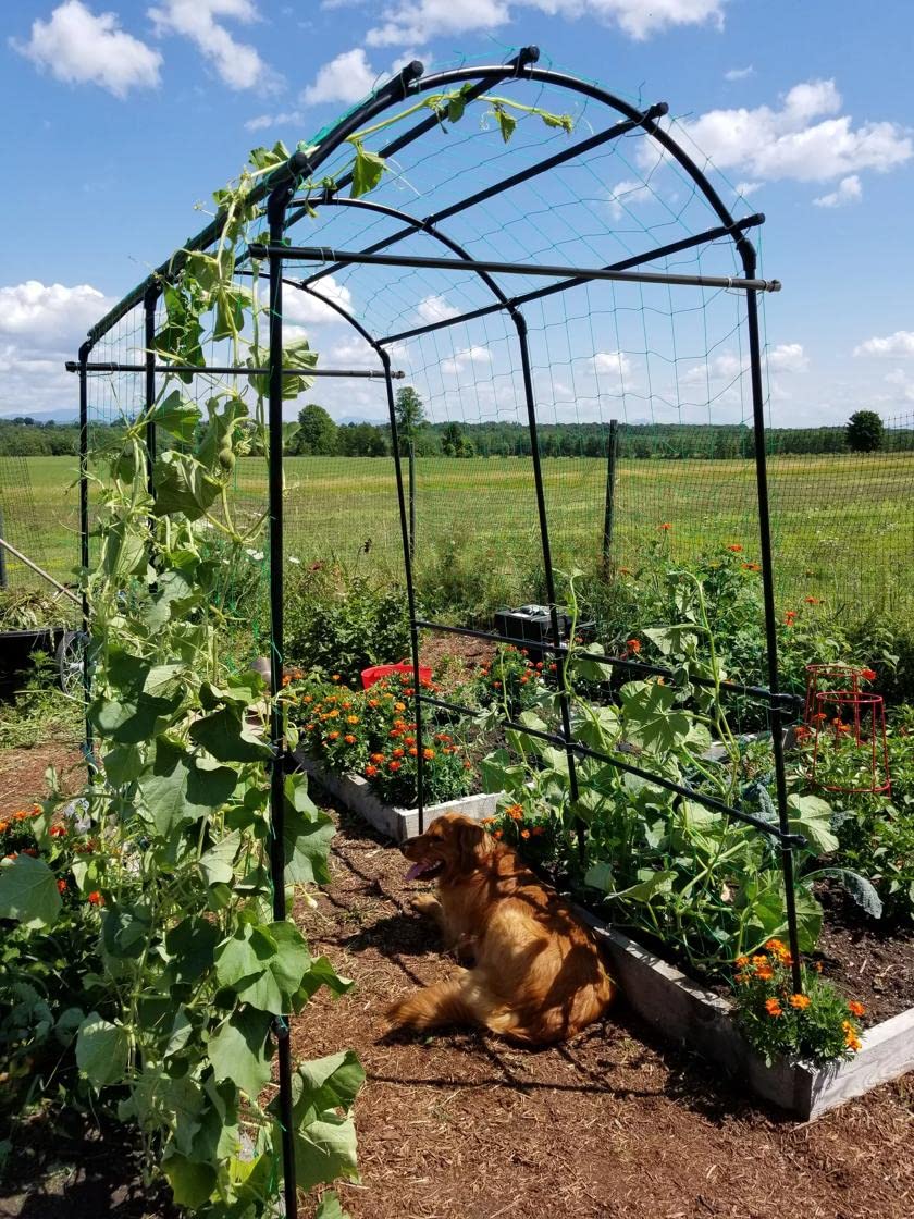 Gardener’s Supply Company Extra Tall Garden Arch Arbor | 80 Inch Tall Titan Squash Tunnel | Lightweight Metal, Trellis Plant Stand for Climbing Vines | Outdoor Lawn Tower & Support Structure