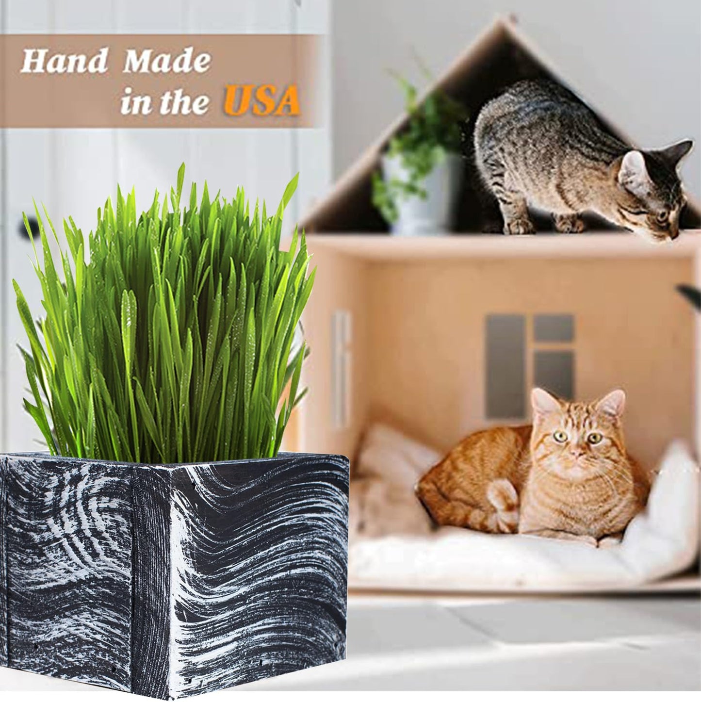 Cali Kiwi Pros Cat Grass for Indoor Cats - Christmas Organic Cat Grass Kit: 4.25" Square Planter with Organic Seeds, Soil Pucks, Hand Made in the USA (Green Gold)