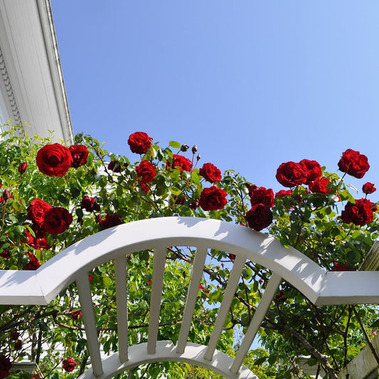 Heirloom Climbing Roses, Live Own Root Plant for Outdoor Garden, Dublin Bay®, Lightly Fragrant, Hardiness Zones 5-10, Continual Blooming