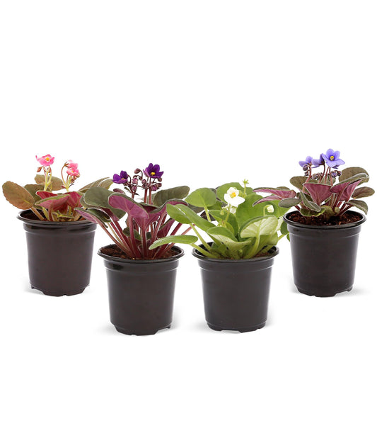 Live Combo 4 Plants African Violets, Blooming Plant, Plant Lover Gift, Housewarming Gift, Birthday Gift, Floral Arrangements, Thank You Gift in 4" Pots