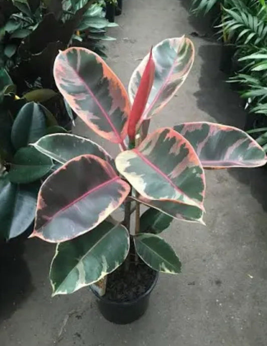 Live Plant - Ruby Rubber Tree-Ficus Elastics-Small Rooted Starter Plant-Pink Variegated Leaf