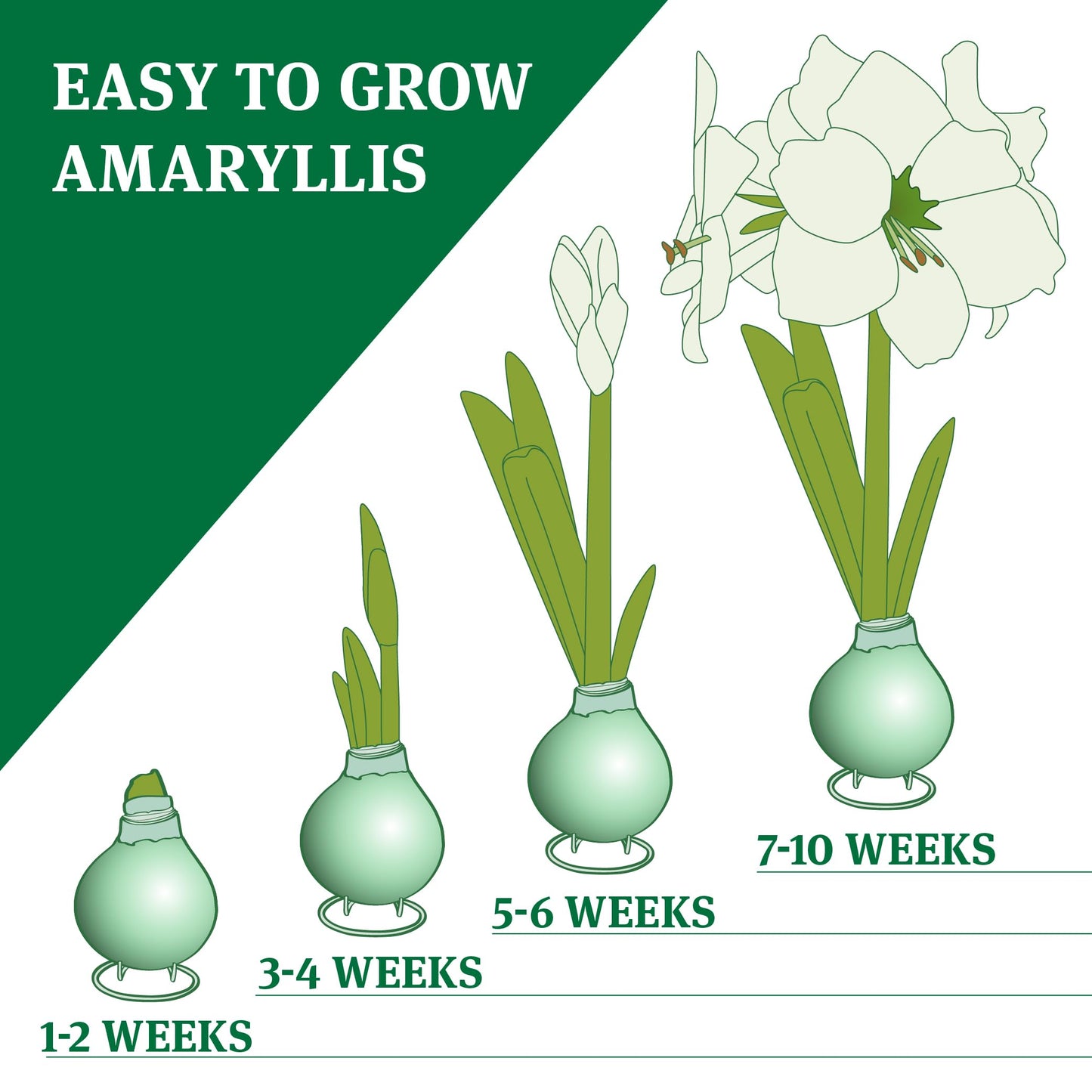 Hugs and Kisses Waxed Amaryllis Flower Bulb with Stand, No Water Needed