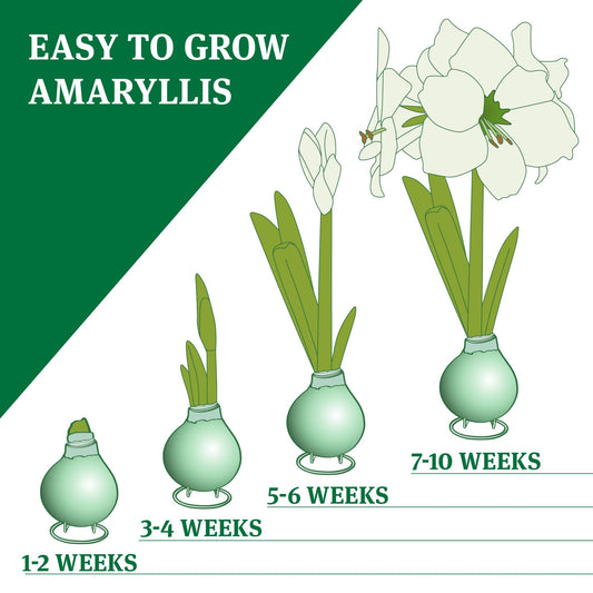 Spring Blooms Waxed Amaryllis Flower Bulb with Stand, Grow Real Blooming Indoor Spring Flowers, No Water Needed