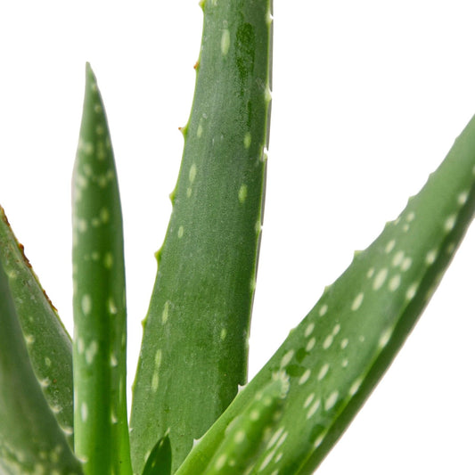 Aloe Vera | Live Plant for Indoor & Outdoor | for Living Room, Office, Bathroom | (4" Pot, White Cylinder)