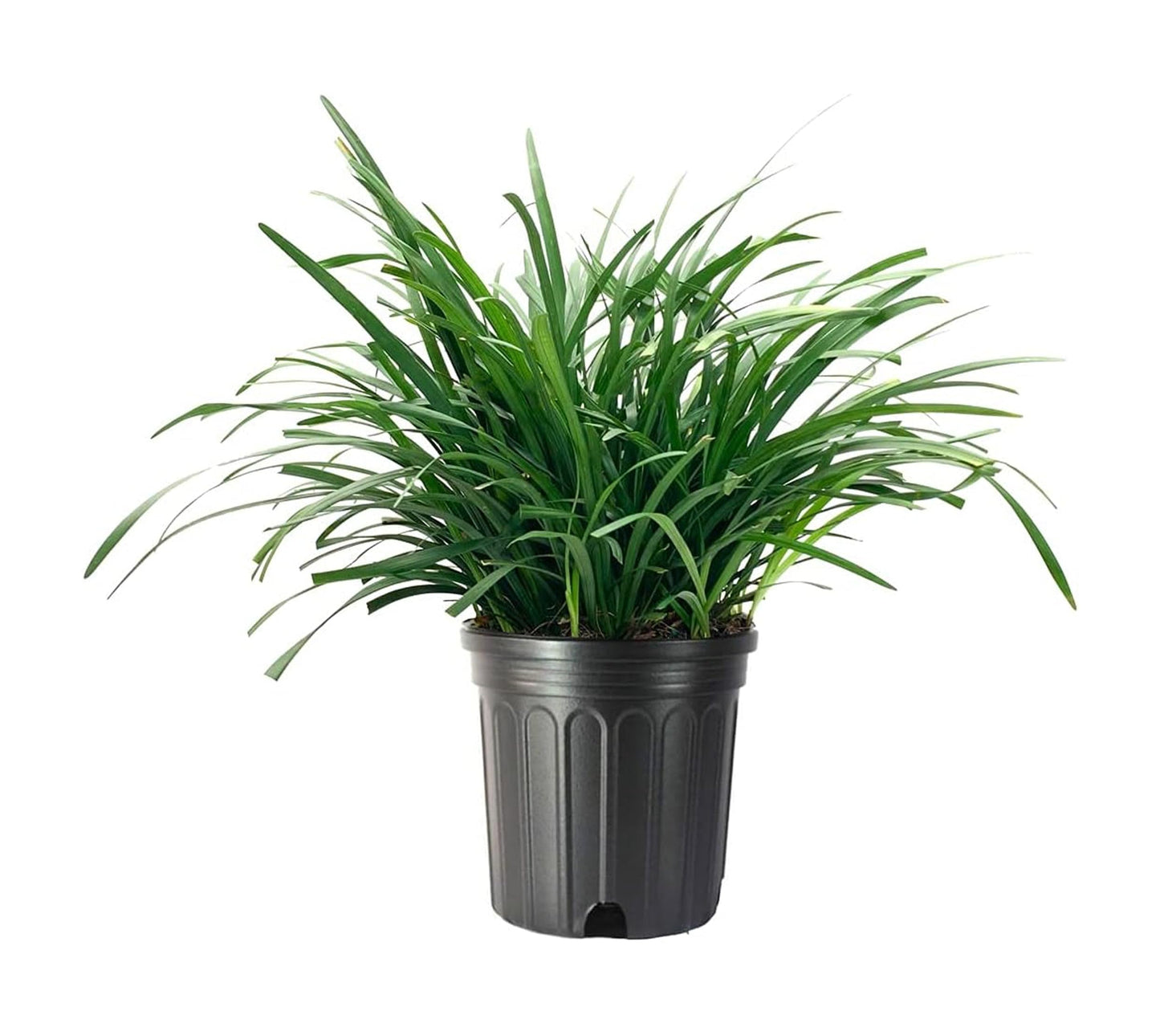 Liriope Big Blue | 3 Large Trade Gallon Size Plants | Liriope muscari | Lavender Blue Flowers | Evergreen Ground Cover for Shade | Landscape Borders for Walkways and Beds