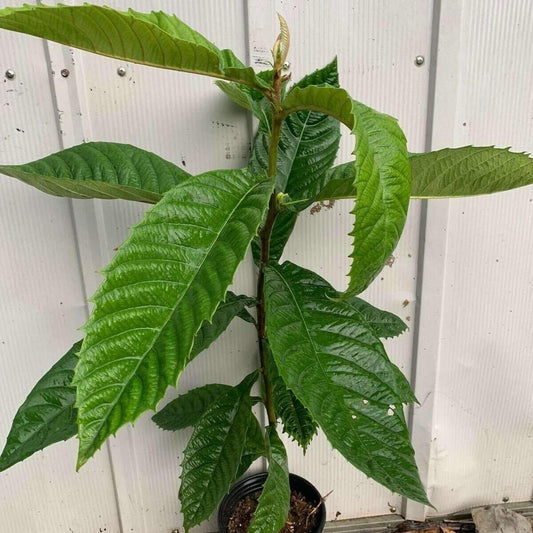 Live Plant - Loquat (Eriobotrya Japonica) Tropical Live Fruit Tree 1’-2’