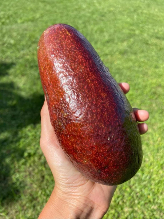 Red Avocado (perseamericana) Live Fruit Tree (Aguacate) (10inch-1ft)