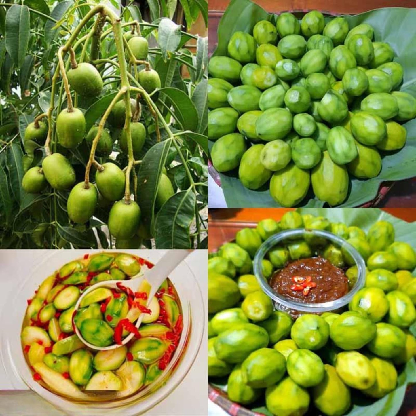Thai June Plum Tree Live Plant in 3 Gallon Pot, 2-3 Years Old Well-Rooted, Ready to Transplant Outdoor, Fast-Growing