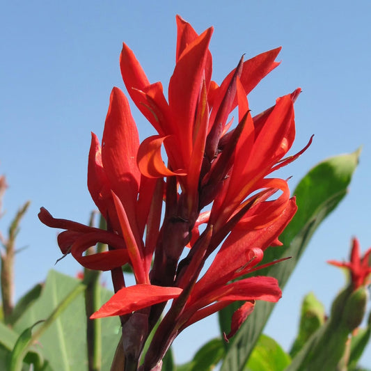 Robert Kemp Canna Lily Bulb – Scarlet Red Blooms, Heritage Giant Variety, Hummingbird Garden, Zones 3–9, 6–8 Ft Tall, Summer Flowering Rhizome, 1 Bulb