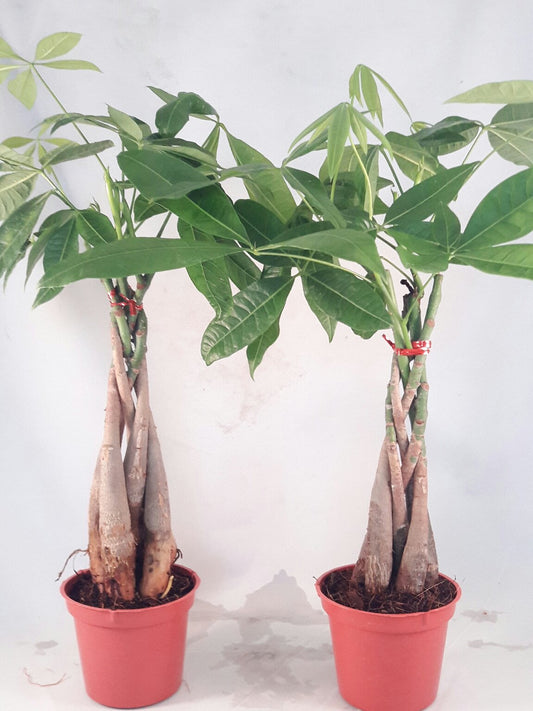 Two Money Tree 5 Plants Braided Into Pachira Tree - Unique from jmbamboo