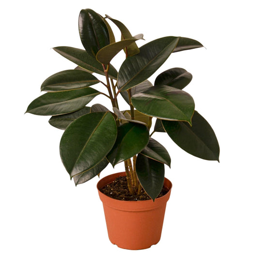 Ficus Elastica 'Burgundy' | Live Plant for Indoor & Outdoor | for Living Room, Office, Bathroom | (6" Pot)