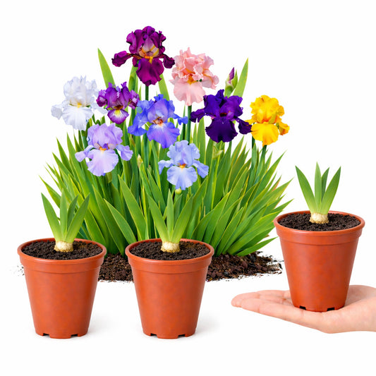 Easy to Grow Bearded Iris Colorful Mix 3 Potted Plants - Spring to Fall Flowers in Full Sun, Established Rooted Rhizomes in 4" Quart Pots - Low Maintenance, Drought Tolerant, Hardy Perennials