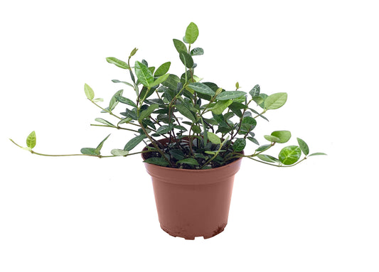 Asiatic Jasmine Minima | 10 Live 4 Inch Plants | Trachelospermum Asiaticum | Ground Cover, Fast Growing, Low Maintenance Evergreen, Cold Hardy, Drought Tolerant, Dense Growth, Landscaping