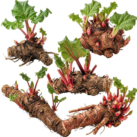 5 Rhubarb Roots for Planting, Crown Rhubarb Rhizomes Perennial Vegetable Plants, Cold Hardy Garden for Outdoor Growing