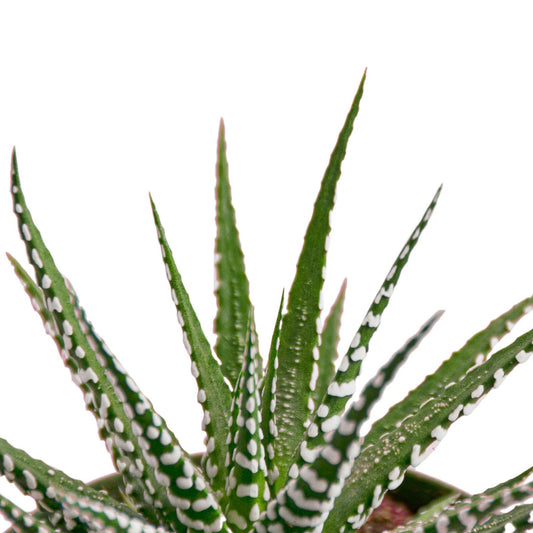 6 Pack Zebra Succulent - 6" Pot in 6in Pot - Live Succulent - Low Maintenance - Easy to Grow |Pet Friendly | Variegated | USA Growers | The Snobby Leaf