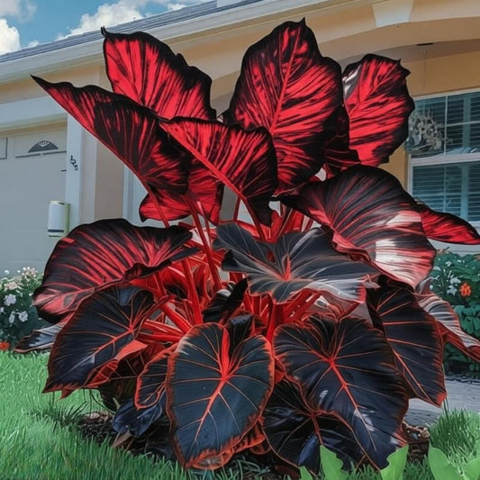 EDRHTJG Elephant Ear Tropical Foliage Large Leaf Decor for Landscape Beautification-Brighten Your Entryway-Bold Color Contrast (6)