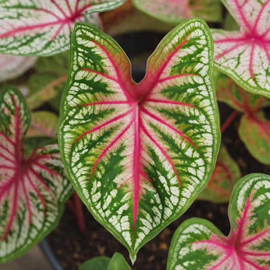 Tapestry Caladium Bulbs for Planting - Perennial Hosta, Elephant Ears, Fancy Pink, White, and Green Stunning Plants (5 Bulbs)