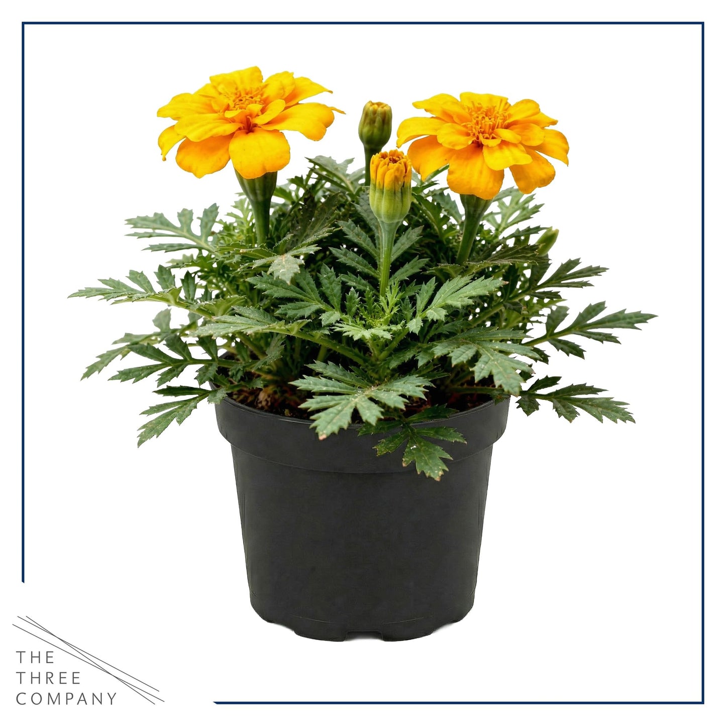 Live Flowering Marigold - Durango Yellow (4 Per Pack), Beautiful Spring Color, 8" Tall by 4" Wide in 1 Pt Pot