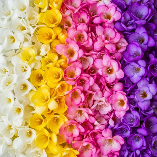 Freesia Mixed Colors Bulbs for Spring Planting - 10 Bulb Mix Pack - Large Healthy Bulbs - Great for Container or Outdoor Growing