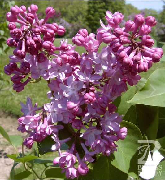 Live Plant - Belle de Nancy LilacSyringa VulgarisSmall Well Rooted Starter Plant4-8” Tall