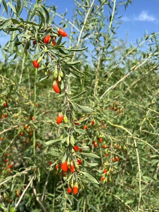 Live Plant - Goji Berry (Lycium Barbarum) - Live Plant - (1 Qt)