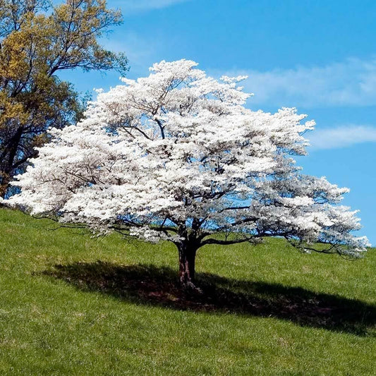 Live Plant - White Flowering Dogwood Tree - Live Potted Plant - Quart Pot - Cornus Florida