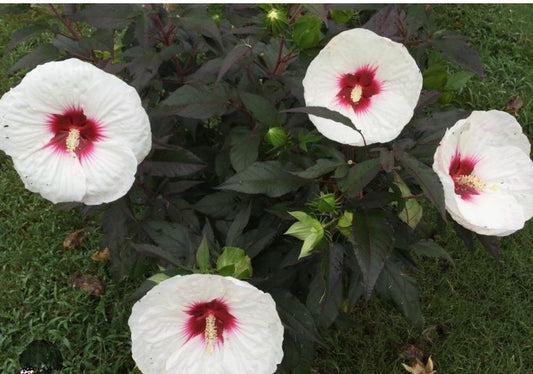 Live Plant - Mocha Moon Hibiscus moscheutos-Small Rooted Starter Plant-Huge 8-10” Blooms