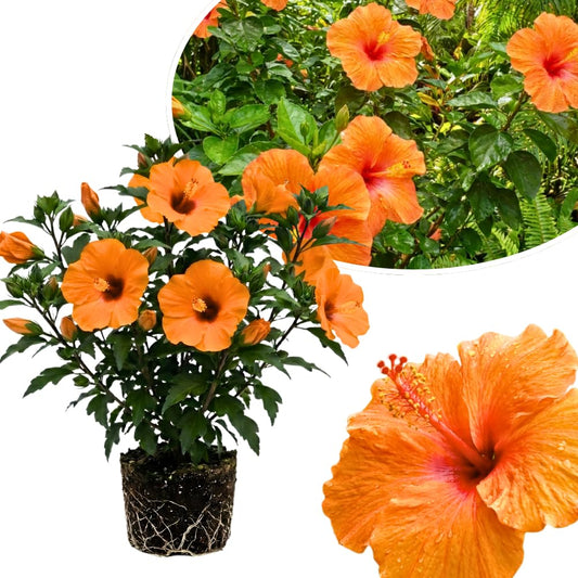 7 Hibiscus Cutting, Well-Rooted Hibiscus Flowers, Tropical Flowering for Indoor Outdoor Planting (Orange)
