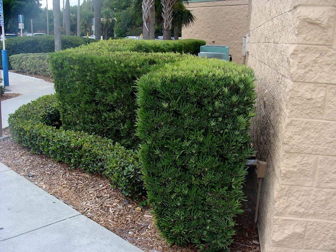 Podocarpus Macrophyllus | 3 Live 4 Inch Pots | Japanese Yew | Low Maintenance Evergreen Privacy Hedge Plants