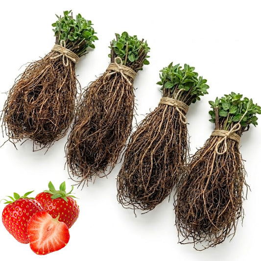 75 Strawberry Plants, Allstar Strawberry Roots, Productive Berry Shrub, Easy Care Edible Plants for Home Gardening and Patio Pots, Outdoor Indoor Planting