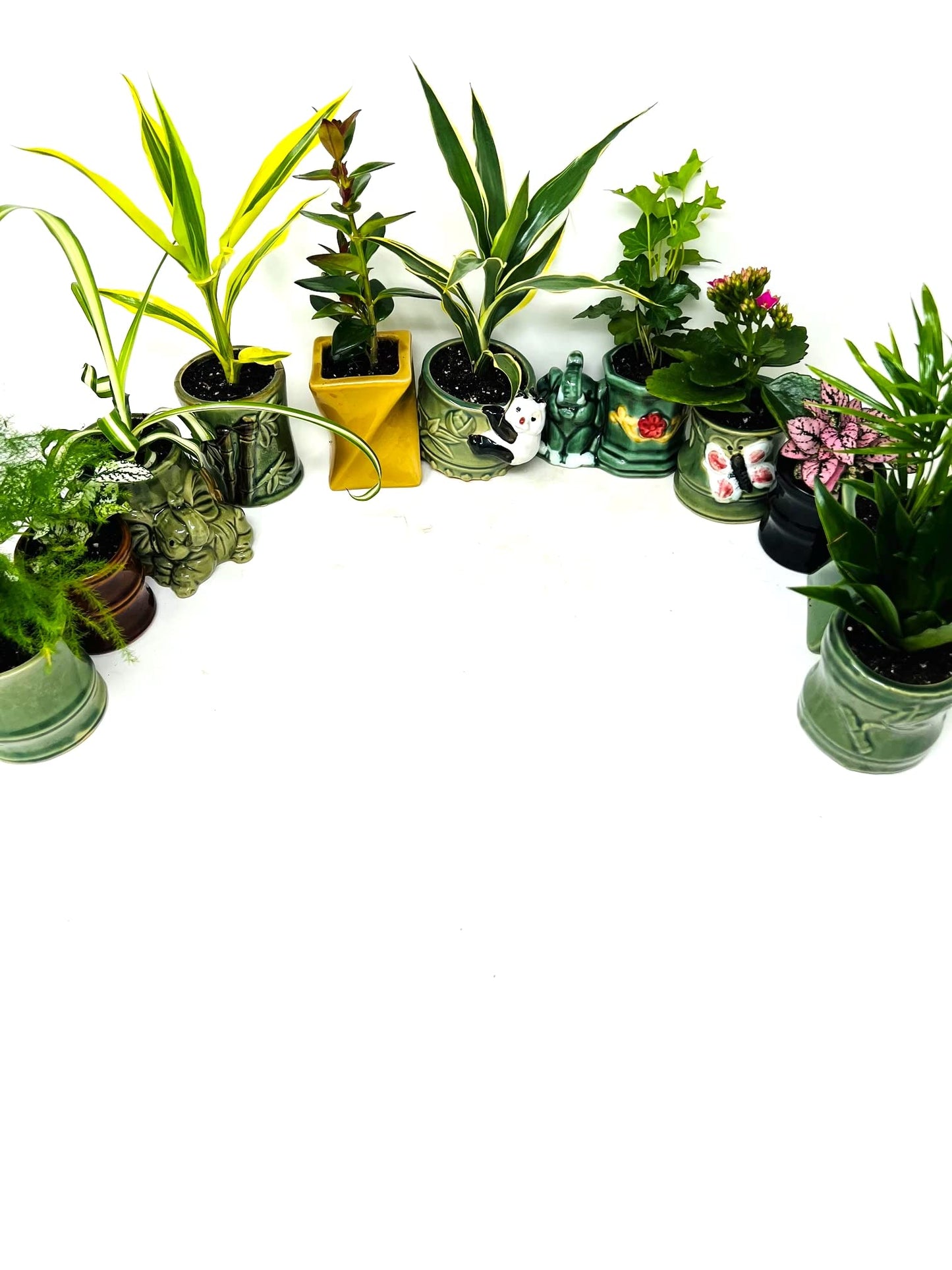 JM BAMBOO Easy to Care Plant Collection 8 Pack 2 Ceramic Pot Live Houseplants