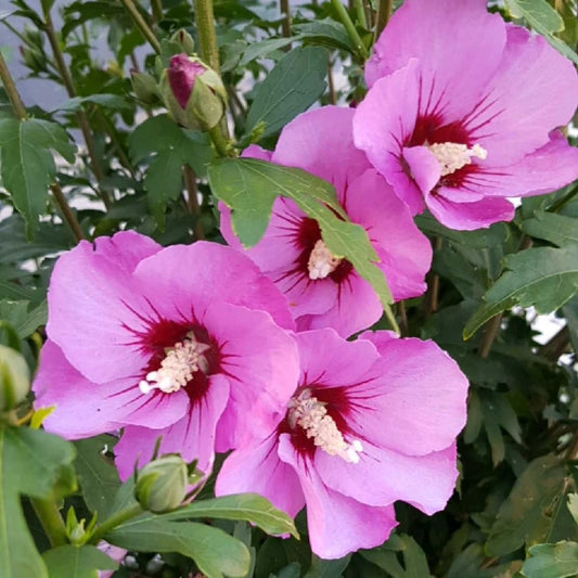 Pink Rose of Sharon Live Plant, 6-12" Tall Althea Hibiscus Plants in Quart Pot, Perennial Hardy Hibiscus Plant Bush for Outdoors Garden, Dormant in Winter