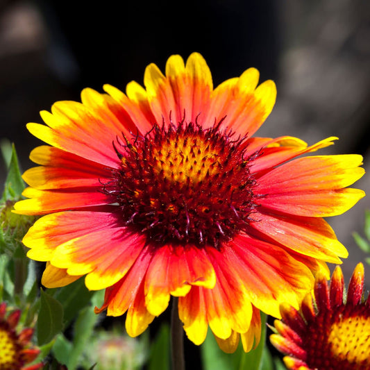 Clovers Garden Blanket Flower (Gaillardia) Arizona Sun Plants – Two (2) Live Plants – Non-GMO - Not Seeds - Each 4" to 8" Tall – in 4" Inch Pots – Hardy Flowering Perennial, Pollinator Favorite