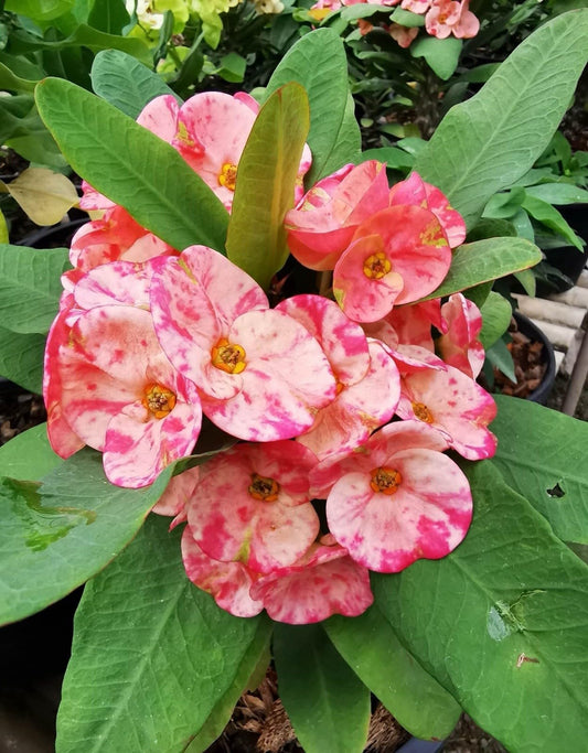 Live Plant - Nakorn Thai Crown of Thorns-Euphorbia Milii Christ Plant Small Starter Plant
