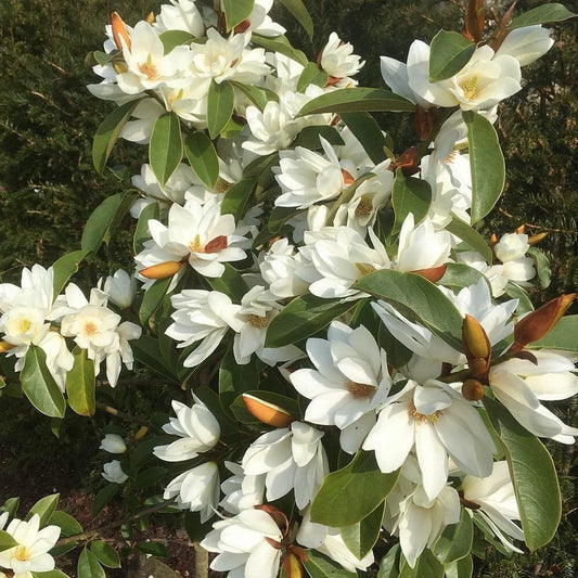 Live Plant - Michelia doltsopa Magnolia TreeWhite Fragrant Blooms! Well Rooted