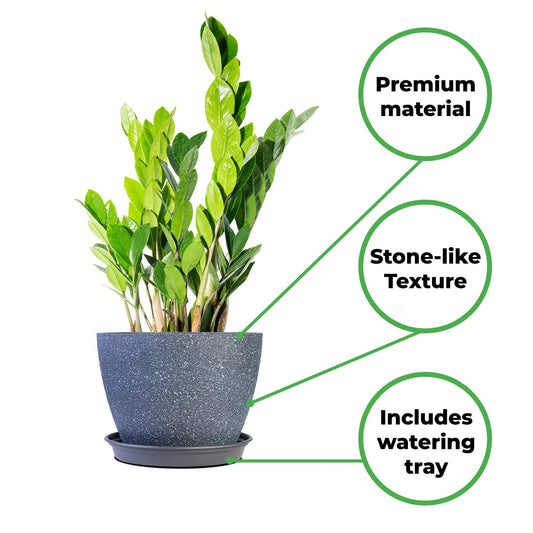 Perfect Plants ZZ Plant 6in. in Midnight Blue Décor Pot | Zamioculcas Zamiifolia | Easy Care Houseplant | Perfect for Moderate to Bright Light Conditions